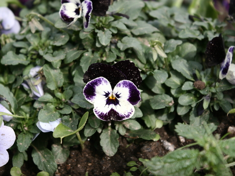 Amores-perfeitos (Viola odorata)
Fins ornamentais. Atrai polinizadores. Pode ser utilizada na confeção de saladas, licores, geleias e infusões, uma vez que o seu ciclo de produção confere segurança no consumo (não são utilizados produtos químicos).